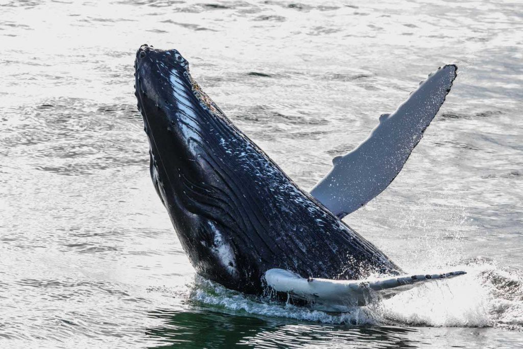Whale Watching reykjavík