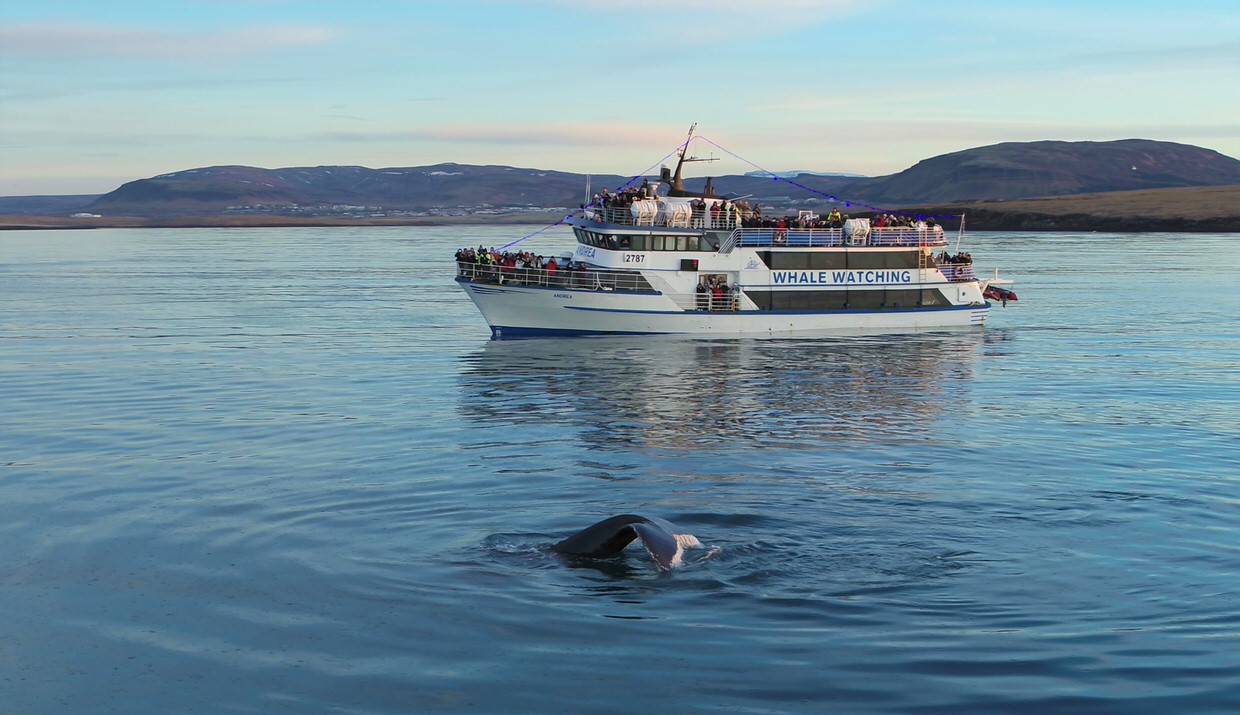 Whale Watching reykjavík