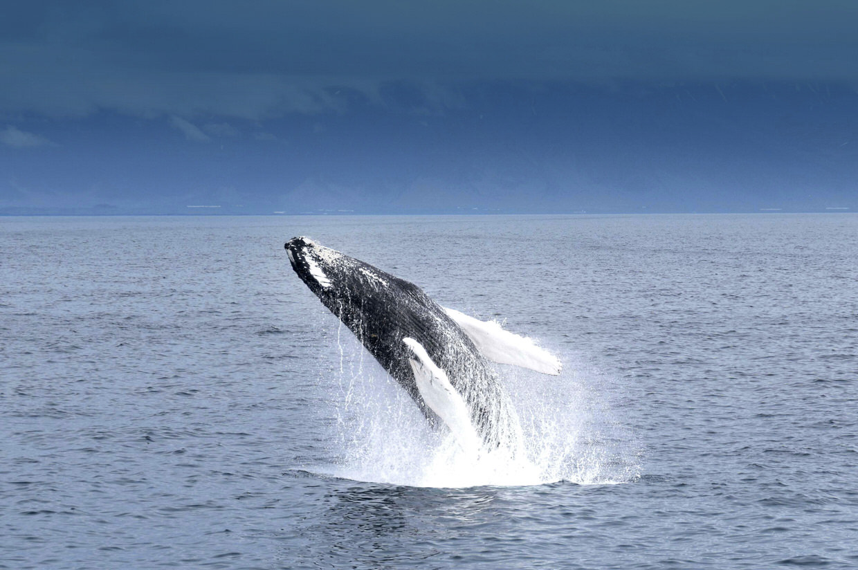 whale watching reykjavík