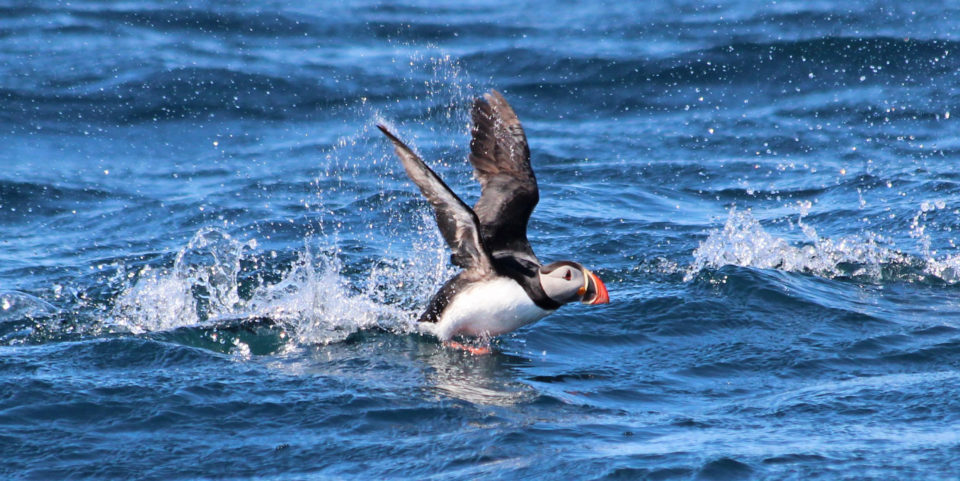 puffins in iceland