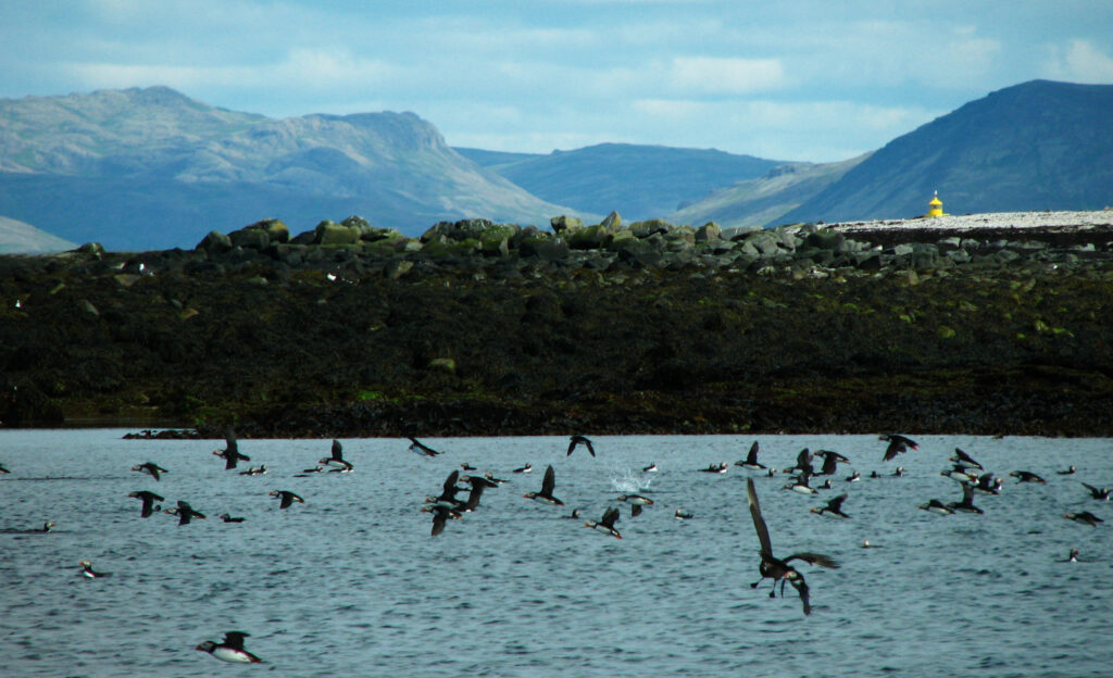 puffins in iceland