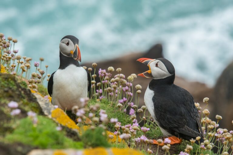 puffins in iceland