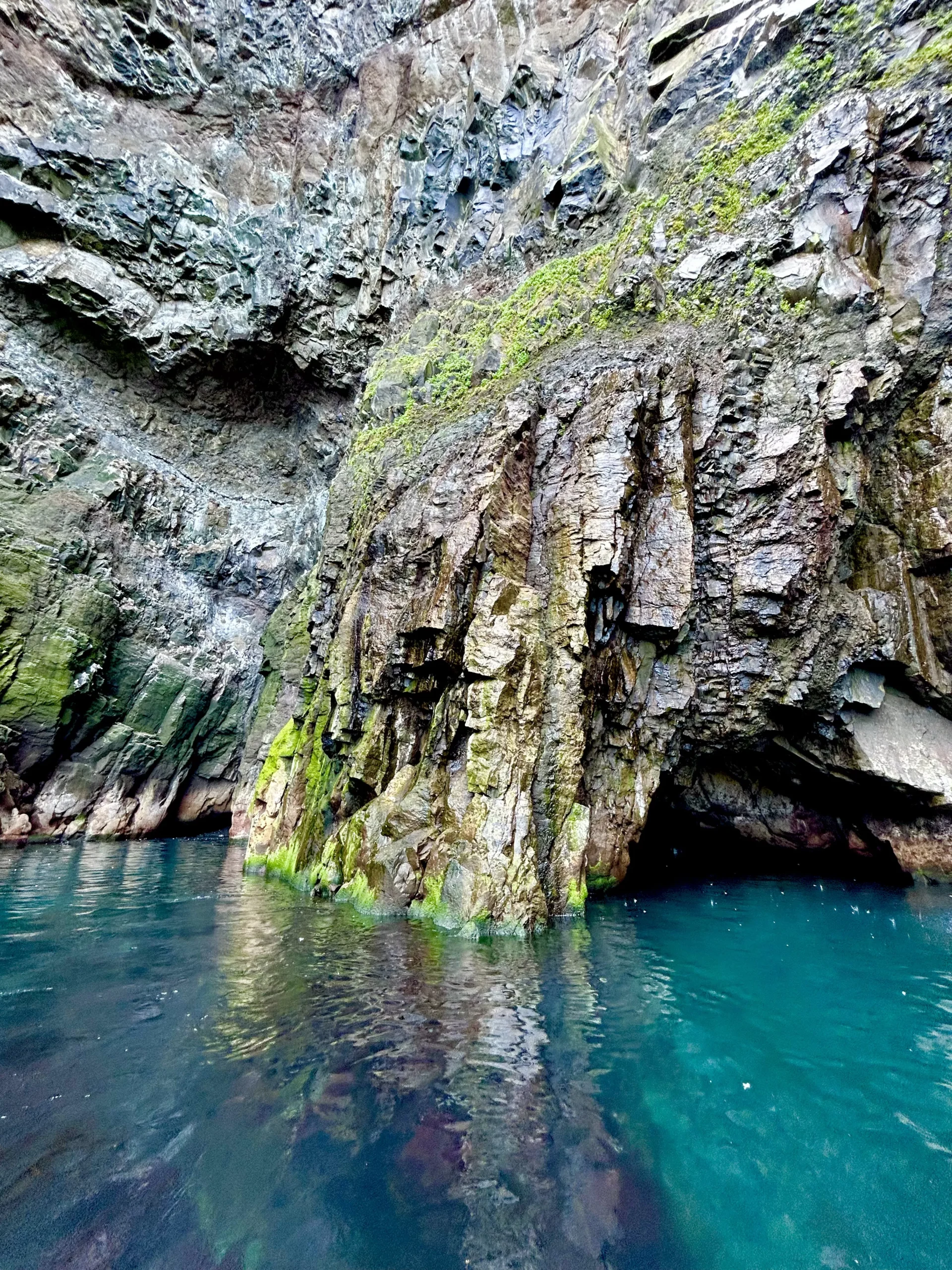 Puffin and nature rib safari in iceland