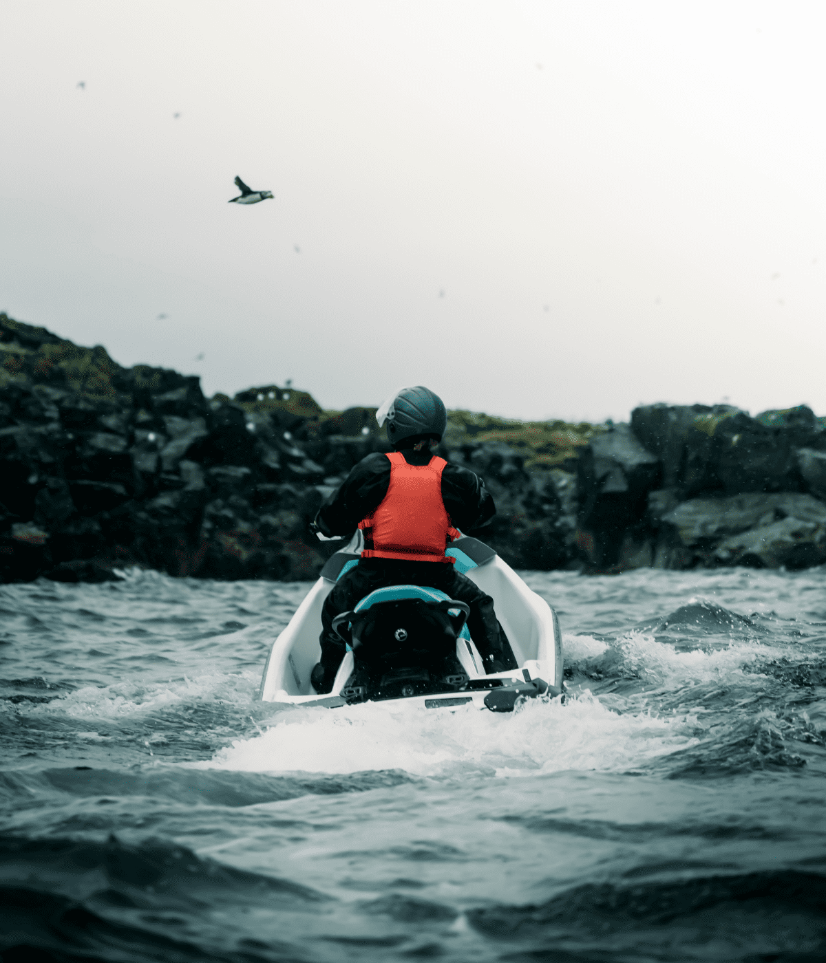 puffin tour in reykjavík