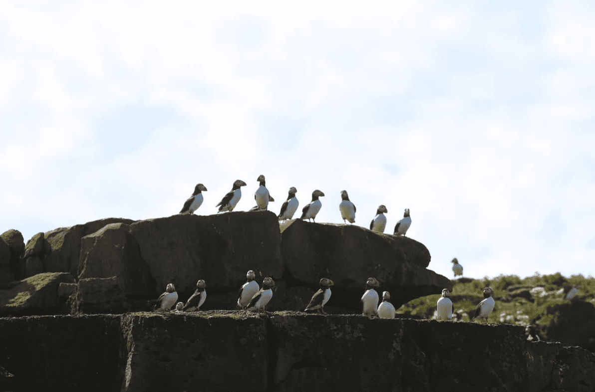puffin tour in reykjavík