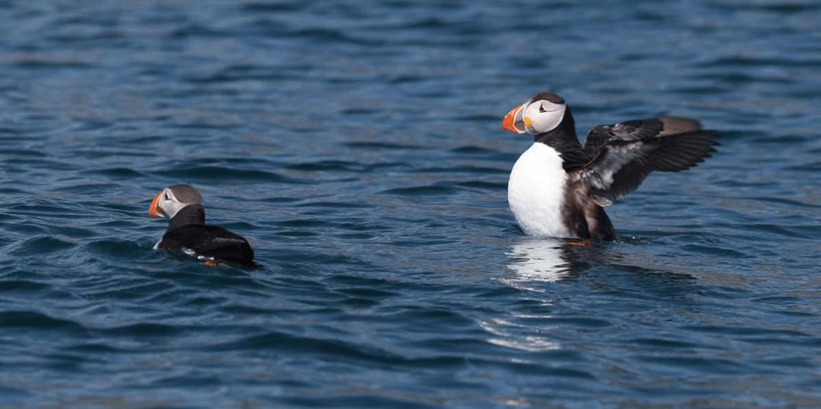 puffin tour in reykjavík
