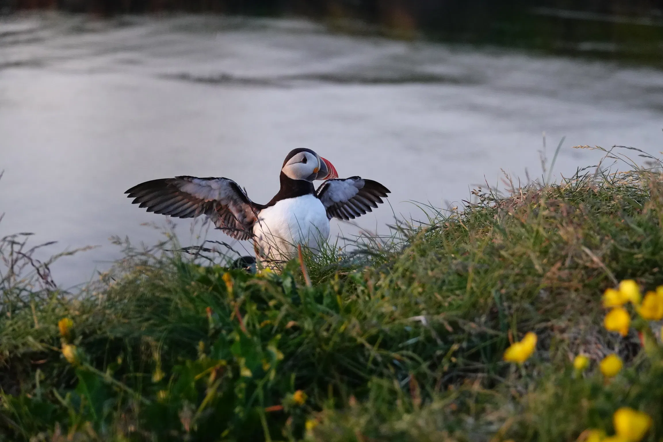 Puffin and nature rib safari in iceland