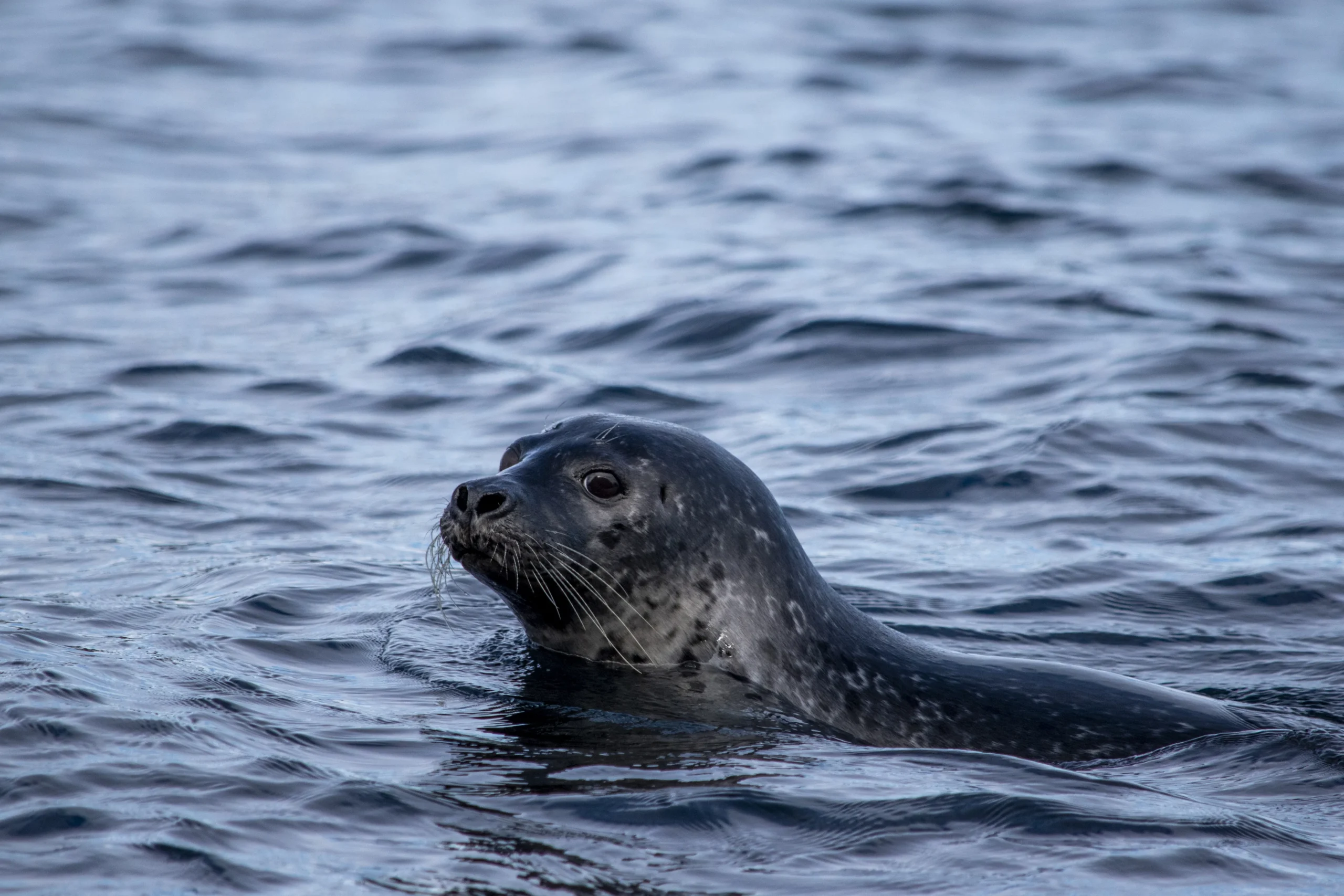 Puffin and nature rib safari in iceland
