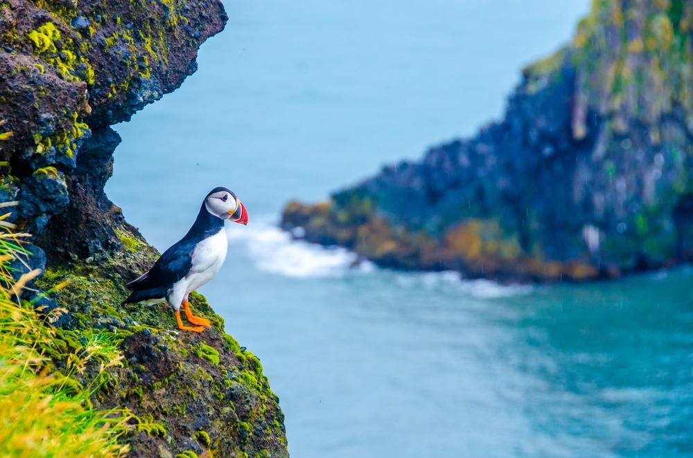 Puffins in iceland